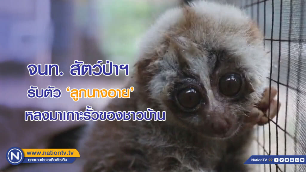 จนท.สัตว์ป่าฯ รับตัว 'ลูกนางอาย' หลงมาเกาะรั้วของชาวบ้าน