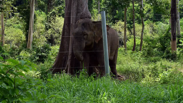 ช้างป่า"สีดอแดง"แหกสถานกักกันช้างหนีเข้าป่ารอบ 2
