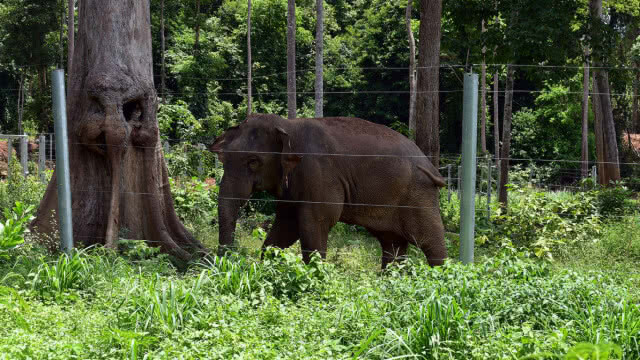 ช้างป่า"สีดอแดง"แหกสถานกักกันช้างหนีเข้าป่ารอบ 2