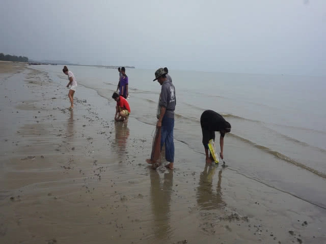 ชาวบ้านแห่เก็บ 'หอยตาวัว' หาดบ้านแหลม สร้างรายได้อย่างดี