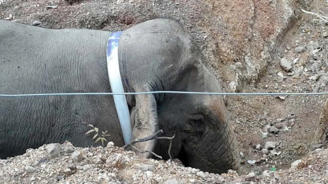 ช้างป่า"สีดอแดง"แหกสถานกักกันช้างหนีเข้าป่ารอบ 2