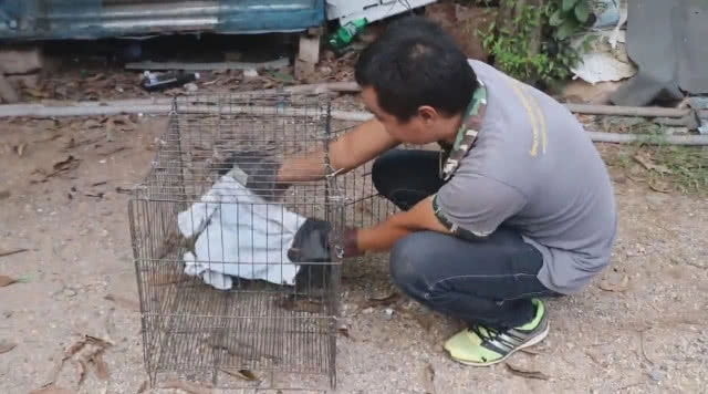 จนท.สัตว์ป่าฯ รับตัว 'ลูกนางอาย' หลงมาเกาะรั้วของชาวบ้าน