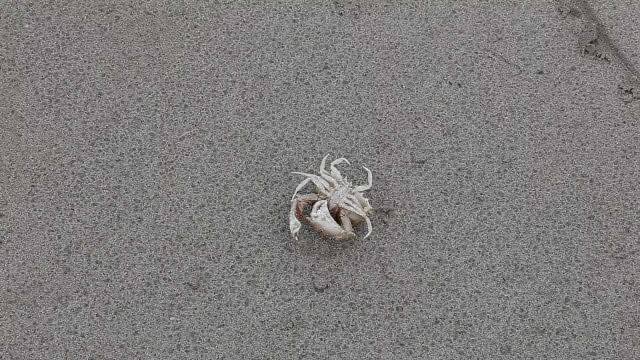 ปลานับแสนตายเกลื่อนหาดทุ่งวัวแล่น น็อกน้ำฝน