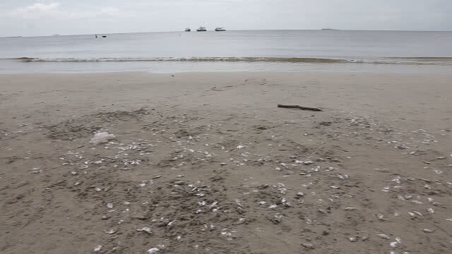 ปลานับแสนตายเกลื่อนหาดทุ่งวัวแล่น น็อกน้ำฝน
