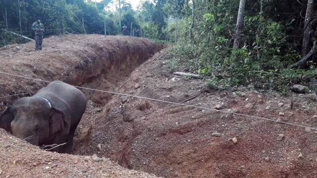 ช้างป่า"สีดอแดง"แหกสถานกักกันช้างหนีเข้าป่ารอบ 2