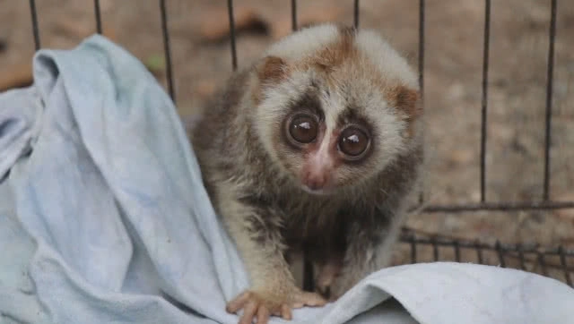 จนท.สัตว์ป่าฯ รับตัว 'ลูกนางอาย' หลงมาเกาะรั้วของชาวบ้าน