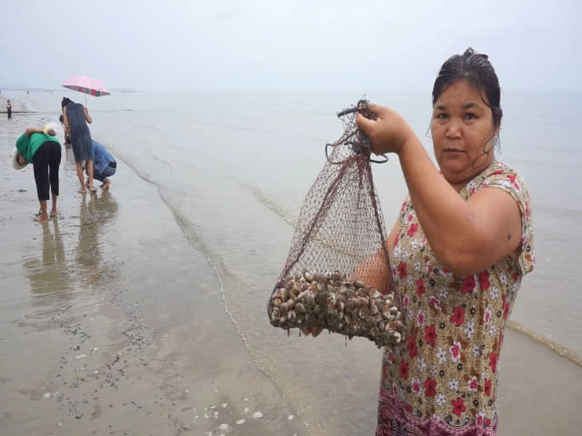 ชาวบ้านแห่เก็บ 'หอยตาวัว' หาดบ้านแหลม สร้างรายได้อย่างดี