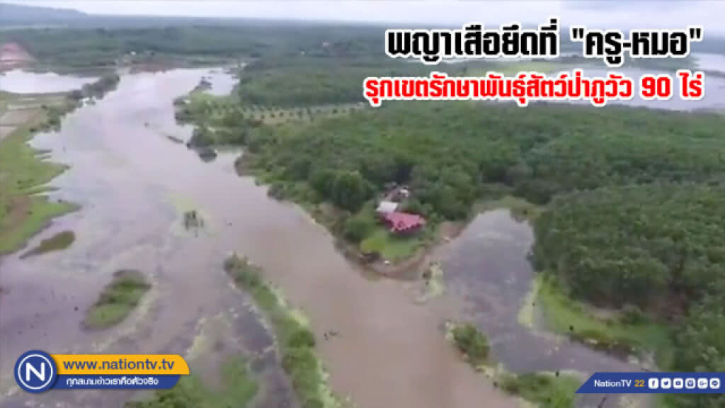 พญาเสือ ตะครุบ"ครู-หมอ"รุกเขตรักษาพันธุ์ฯภูวัว90ไร่ (คลิป)