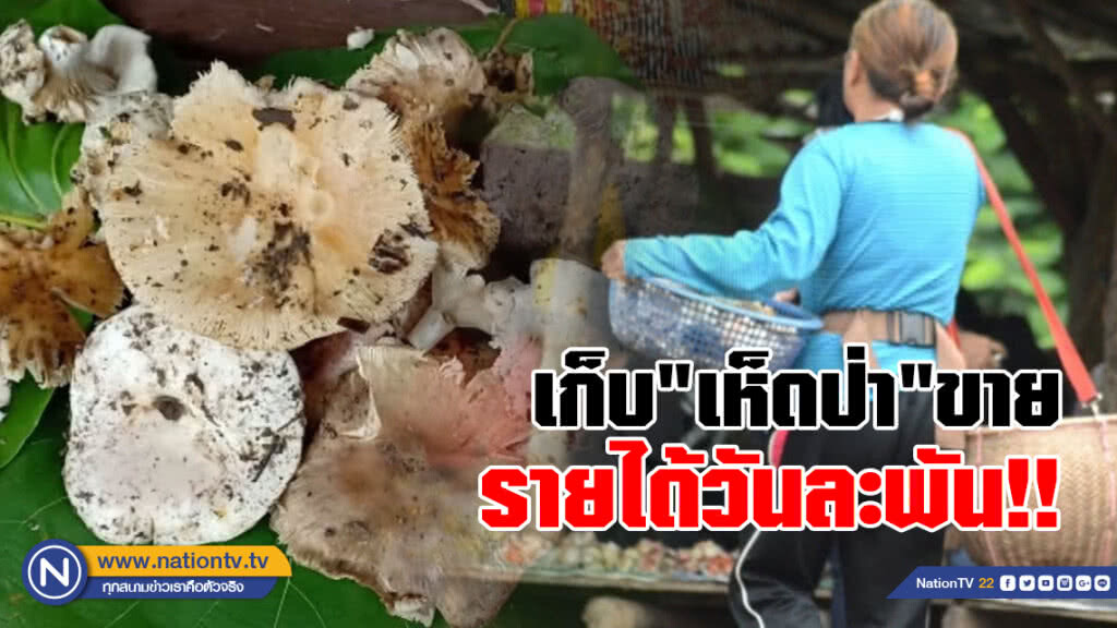 ชาวบ้านเก็บเห็ดป่าขาย เตรียมเก็บเงินลงทุนทำนา