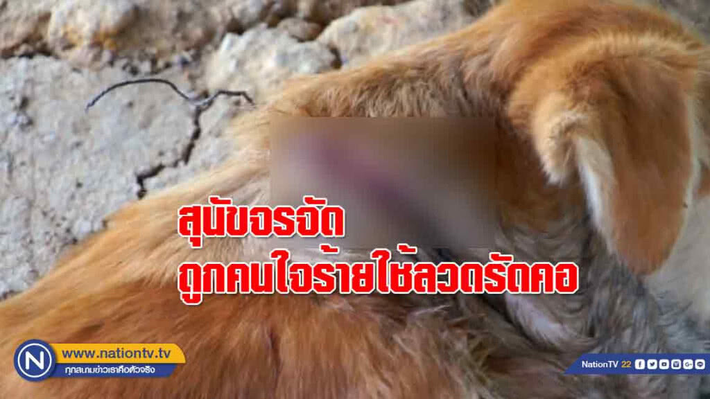 กลุ่มคนรักสุนัขช่วยเหลือ สุนัขจรจัดถูกคนใจร้ายใช้ลวดรัดคอ