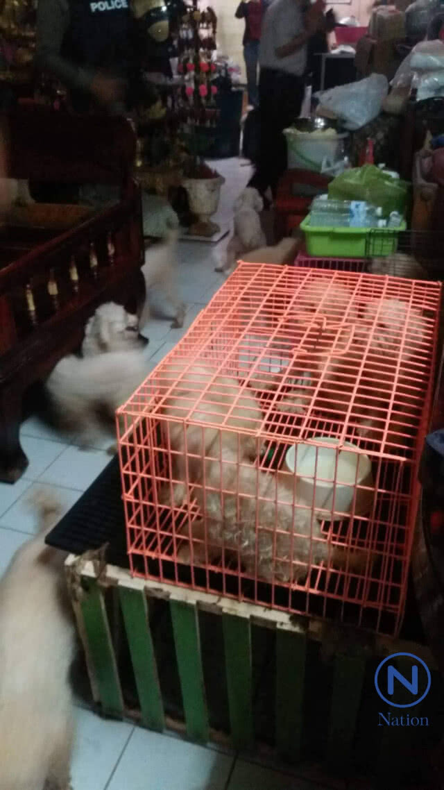 "ป้าแสง"เร่งทำความสะอาดบ้าน ย้ำไม่ให้รับหมาไปเลี้ยง
เตรียมดำเนินคดี เพื่อนบ้าน แจ้งความเท็จ