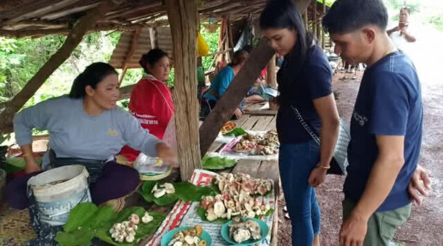 ชาวบ้านเก็บเห็ดป่าขาย เตรียมเก็บเงินลงทุนทำนา