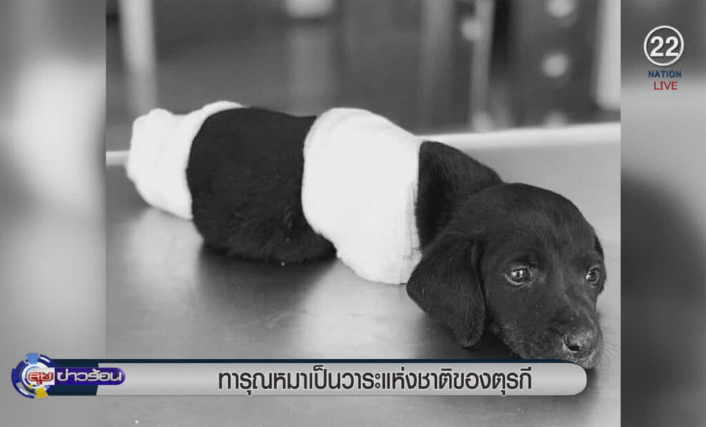 (คลิปข่าว) ทารุณหมา เป็นวาระแห่งชาติของตุรกี