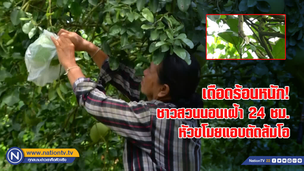 เดือดร้อนหนัก! ชาวสวนนอนเฝ้า24ชม. หัวขโมยแอบตัดส้มโอ