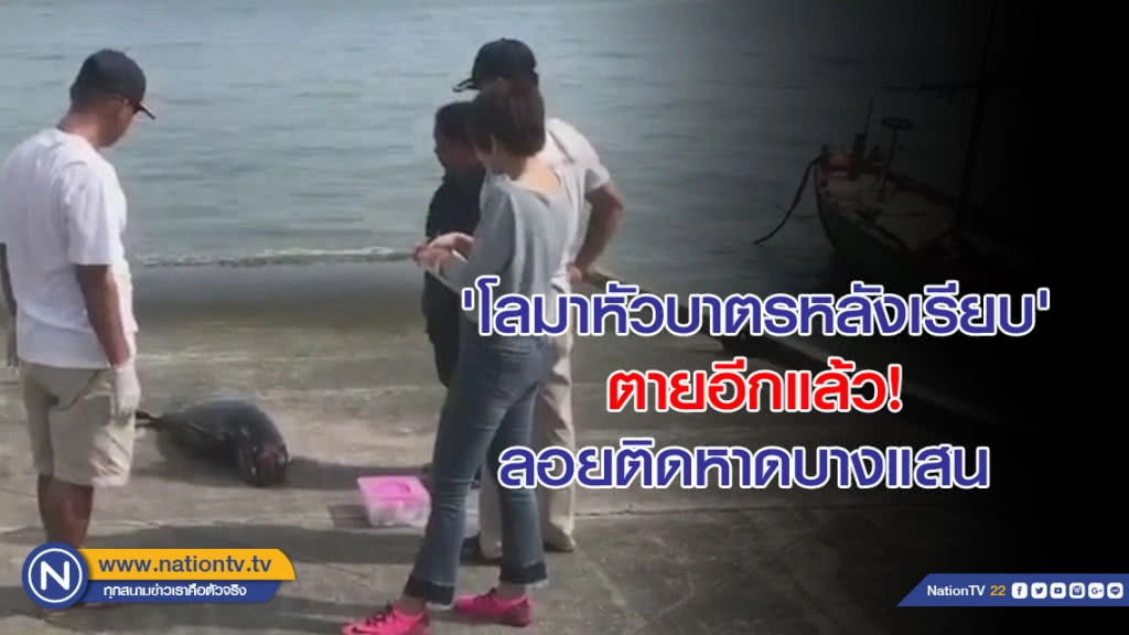 'โลมาหัวบาตรหลังเรียบ' ตายอีกแล้ว! ลอยติดหาดบางแสน