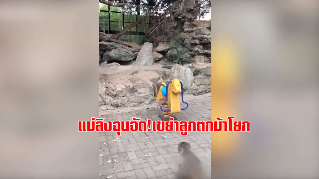 แม่ลิงโมโหลูกคอยหนีไม่ยอมนั่งตัก เขย่าตกจากม้าโยกในสวนสนุก (ชมคลิป)