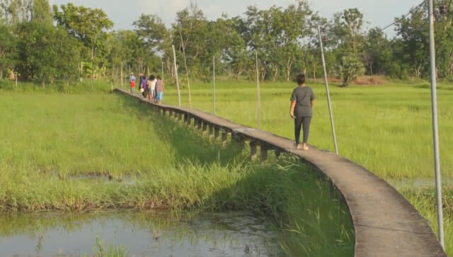 นักเซลฟี่ห้ามพลาด 'สะพานน้อย'  ทอดยาวผ่านทุ่งนาเขียวขจี  สุดยอดวิวสวยงาม