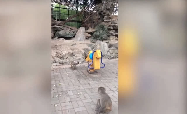 แม่ลิงโมโหลูกคอยหนีไม่ยอมนั่งตัก เขย่าตกจากม้าโยกในสวนสนุก (ชมคลิป)