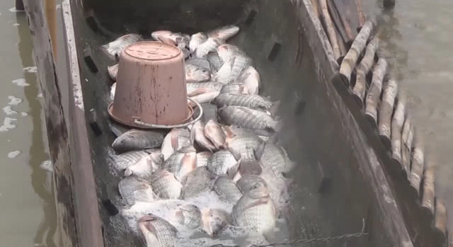 'ชาวบ้าน' ออกหาปลากว๊านพะเยา สร้างรายได้ จำหน่ายทั้งสด เเละ เเปรรูป