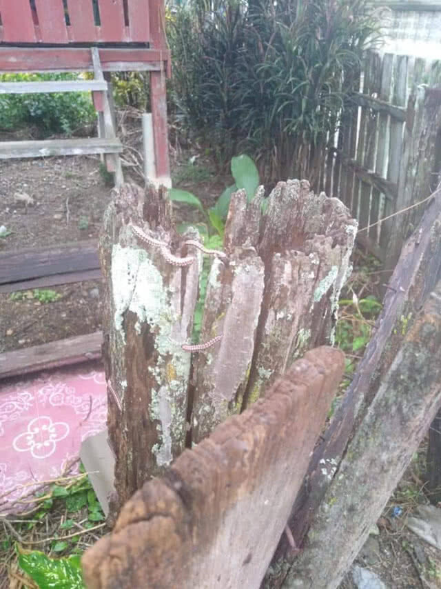 ช็อค!! กองทัพ"กิ้งกือ"บุกบ้านชาวแจ้ห่ม