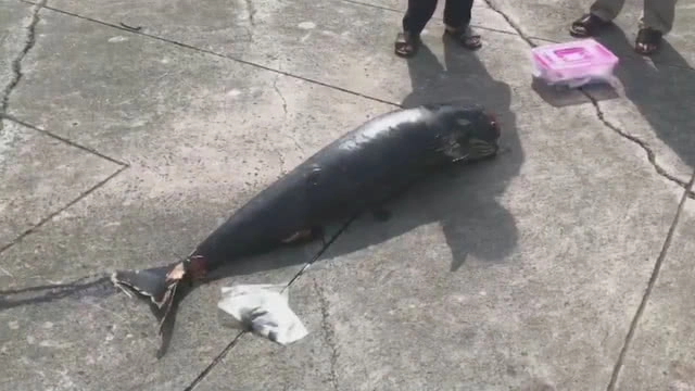 'โลมาหัวบาตรหลังเรียบ' ตายอีกแล้ว! ลอยติดหาดบางแสน