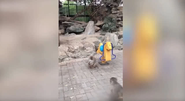 แม่ลิงโมโหลูกคอยหนีไม่ยอมนั่งตัก เขย่าตกจากม้าโยกในสวนสนุก (ชมคลิป)