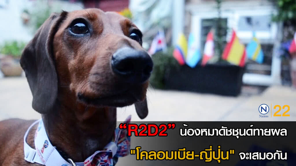 [คลิป]  R2D2 น้องหมาดัชชุนด์ทายผล "โคลอมเบีย-ญี่ปุ่น"จะเสมอกัน