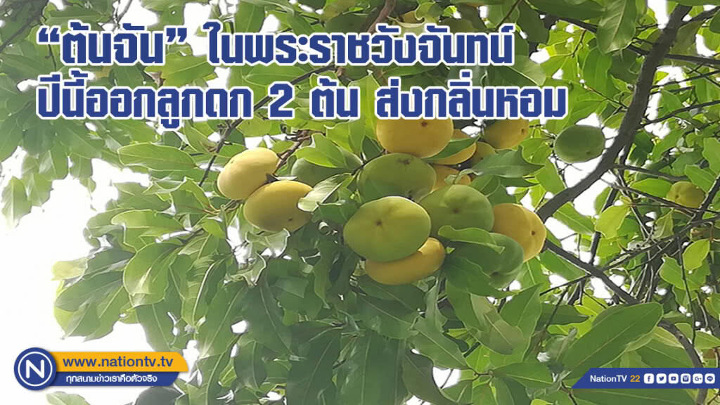ต้นจันในพระราชวังจันทน์ ปีนี้ออกลูกดก 2 ต้นส่งกลิ่นหอม