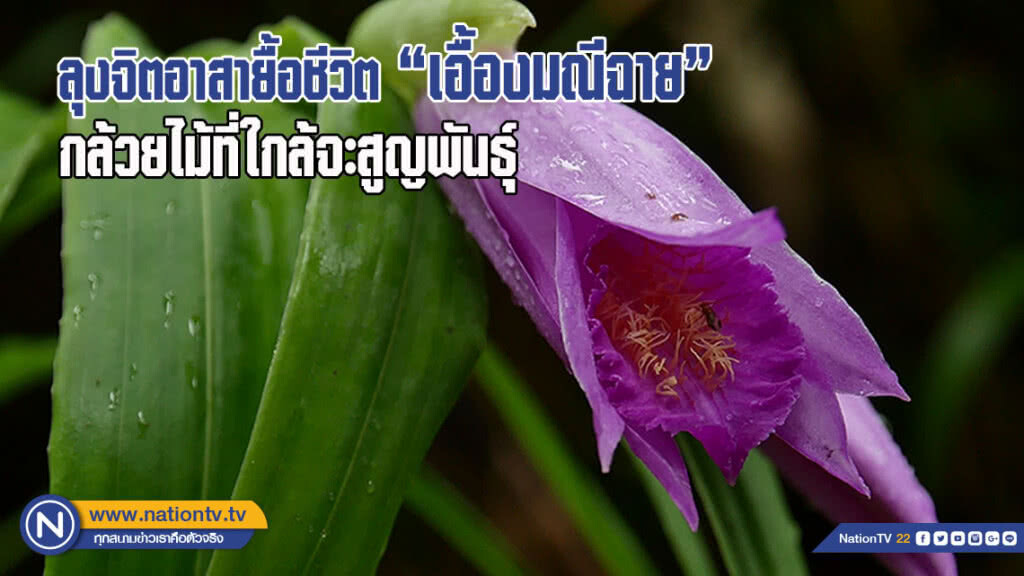ลุงจิตอาสาช่วยยื้อชีวิต "เอื้องมณีฉาย" กล้วยไม้ที่ใกล้จะสูญพันธุ์