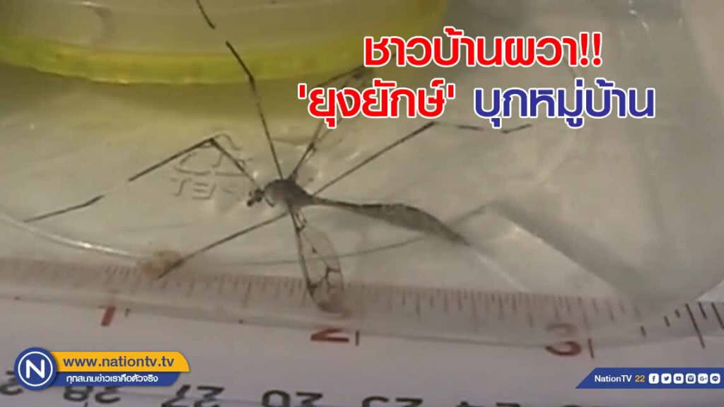 ชาวบ้านผวา!! 'ยุงยักษ์' บุกหมู่บ้าน