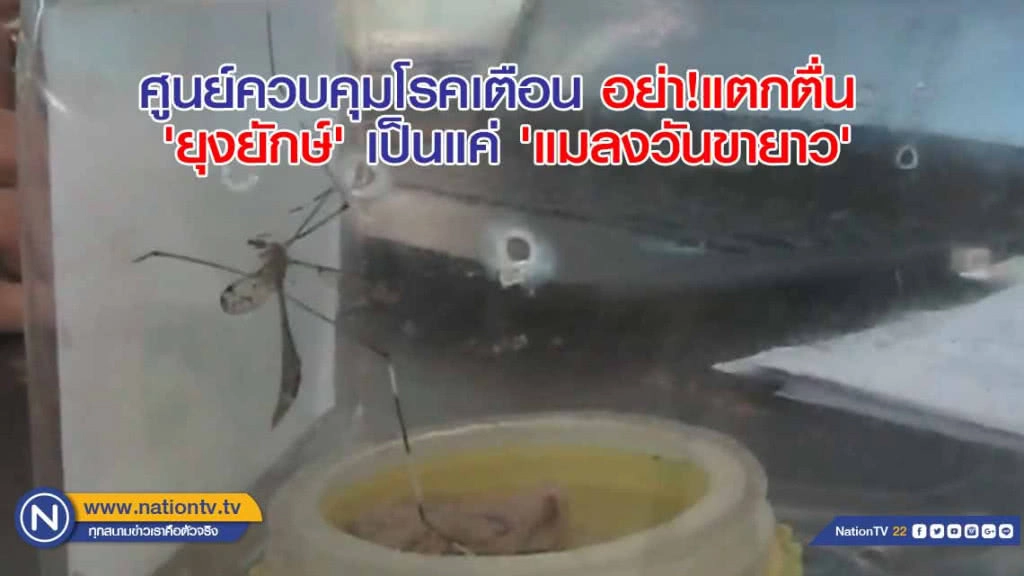 ศูนย์ควบคุมโรคเตือน อย่า!แตกตื่น  'ยุงยักษ์' เป็นแค่ 'แมลงวันขายาว'