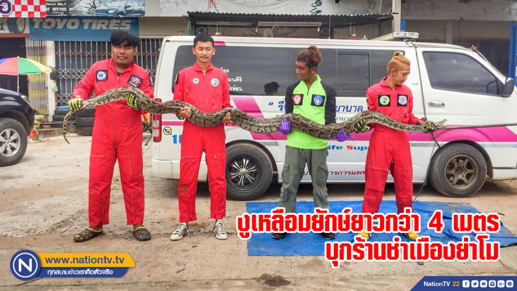งูเหลือมยักษ์ยาวกว่า 4 เมตร บุกร้านชำเมืองย่าโม