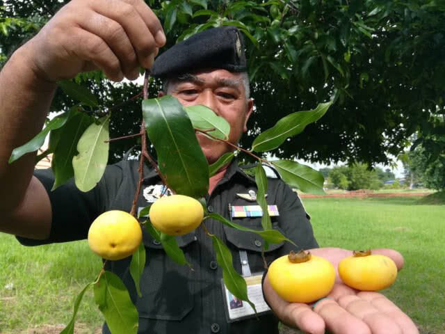 ต้นจันในพระราชวังจันทน์ ปีนี้ออกลูกดก 2 ต้นส่งกลิ่นหอม