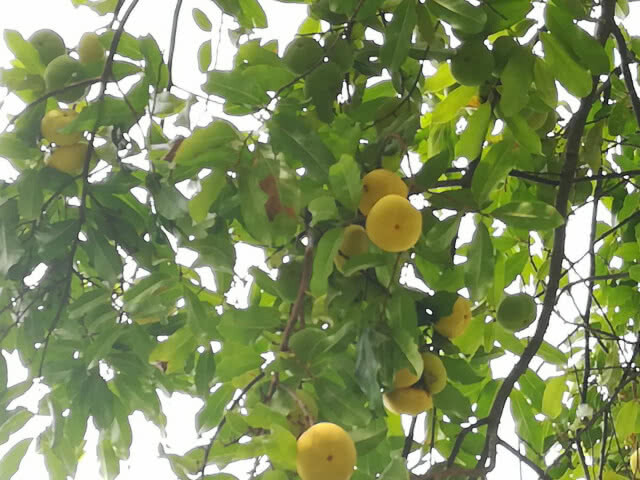 ต้นจันในพระราชวังจันทน์ ปีนี้ออกลูกดก 2 ต้นส่งกลิ่นหอม