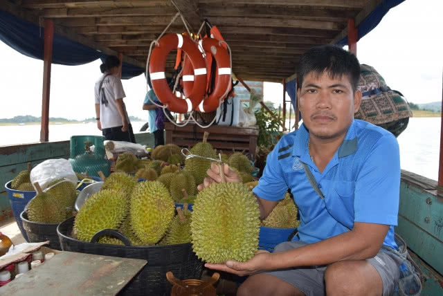 "ทุเรียนติดเกาะ" เนื้อครีม-หวานมัน ของดี 'เมืองอุตรดิตถ์'