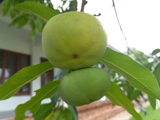 ต้นจันในพระราชวังจันทน์ ปีนี้ออกลูกดก 2 ต้นส่งกลิ่นหอม