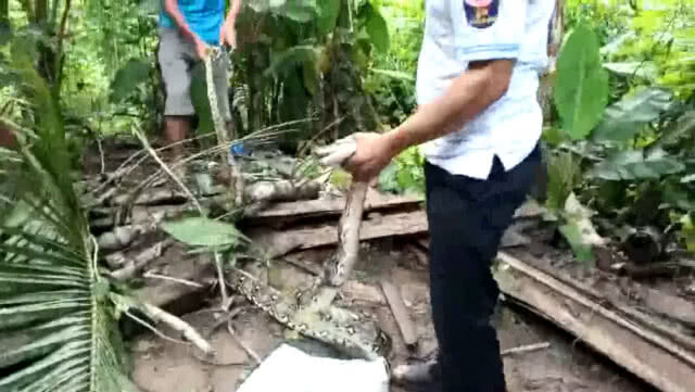 เจ้าของผวา งูเหลือม บุกเขมือบไก่คาเล้า ต้องเรียกกู้ภัยช่วย