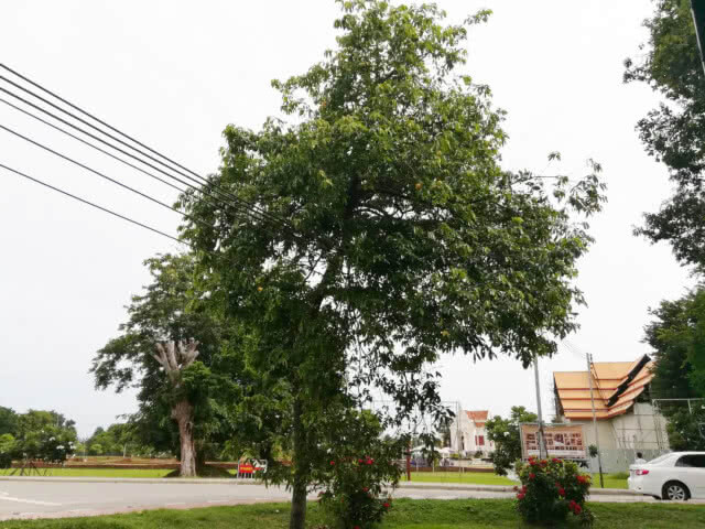 ต้นจันในพระราชวังจันทน์ ปีนี้ออกลูกดก 2 ต้นส่งกลิ่นหอม