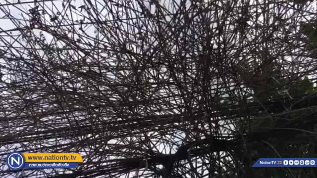 คุณยายนอนผวา! กิ่งไม้เถาวัลย์เลื้อยพันสายไฟฟ้า หวั่นเกิดไฟไหม้