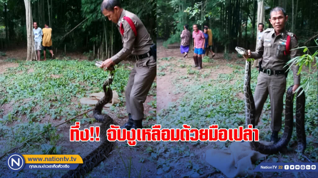 ทึ่ง"ผู้กองมิน" รอง สวป.นครชุม จับงูเหลือมขนาดใหญ่ด้วยมือเปล่า