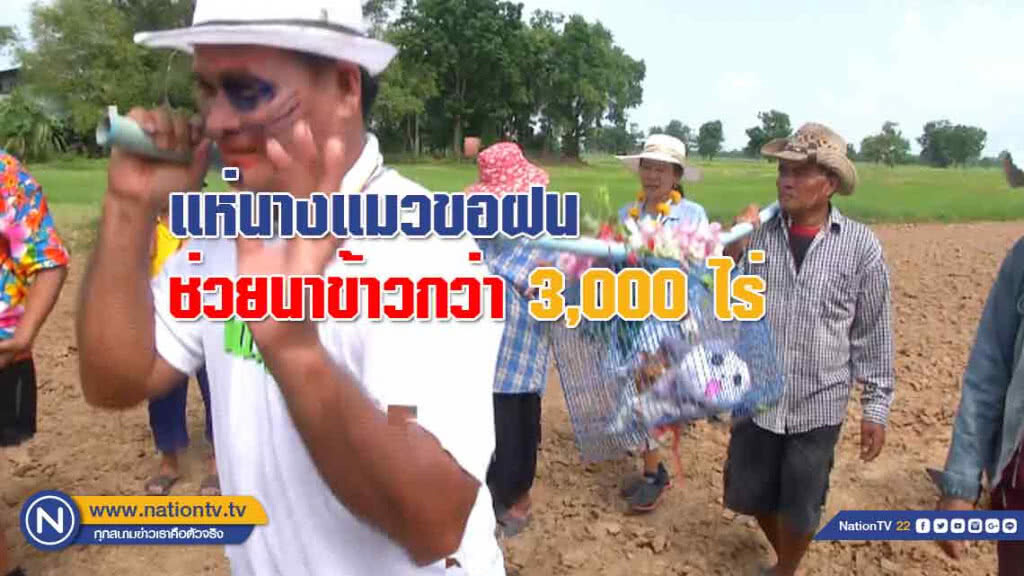 แห่! นางแมวขอฝนช่วยนาข้าวกว่า 3,000 ไร่