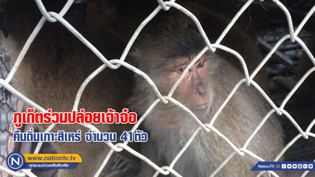(ภาพชุด) ภูเก็ตร่วมปล่อยเจ้าจ๋อชุด 2! คืนถิ่นเกาะสิเหร่ จำนวน 41 ตัว (ภาพชุด) ภูเก็ตร่วมปล่อยเจ้าจ๋อชุด 2! คืนถิ่นเกาะสิเหร่ จำนวน 41 ตัว