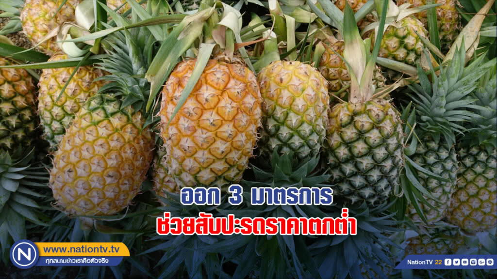 สศก.ออก 3 มาตรการช่วยสับปะรดราคาตกต่ำ !!! คาดครึ่งปีหลังราคาจะดีขึ้น