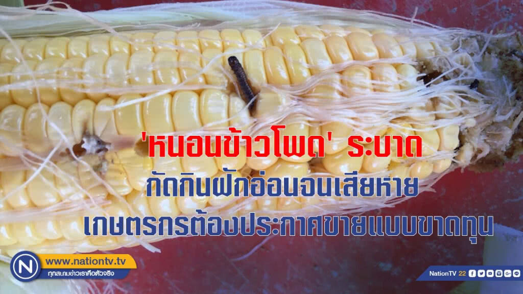 'หนอนข้าวโพด' ระบาด กัดกินฝักอ่อนจนเสียหาย เกษตรกรต้องประกาศขายแบบขาดทุน