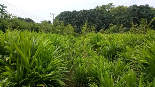 ไอเดียนักธุรกิจรุ่นใหม่ผลิตใบเตยออแกนิคผง เทียบชั้น"มัจฉะ"ญี่ปุ่น