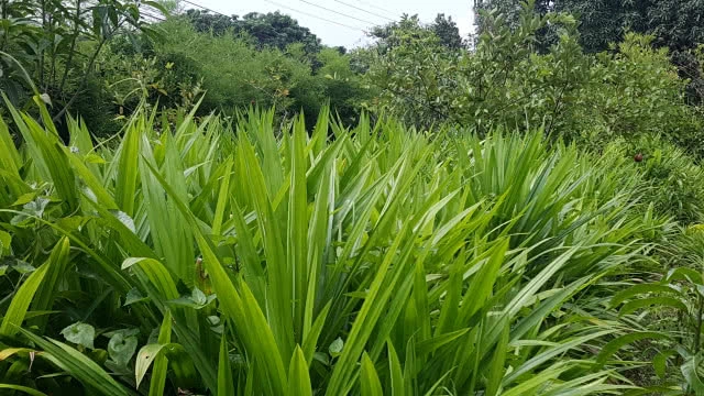 ไอเดียนักธุรกิจรุ่นใหม่ผลิตใบเตยออแกนิคผง เทียบชั้น"มัจฉะ"ญี่ปุ่น