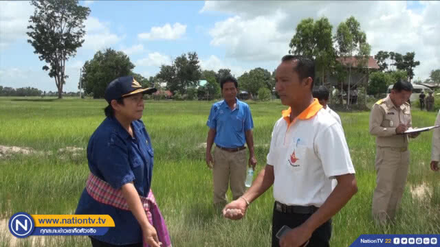 ฝนหลวงบินสำรวจช่วยทุ่งกุลาแล้งจัดข้าวเหี่ยวเฉา 5 หมื่นไร่