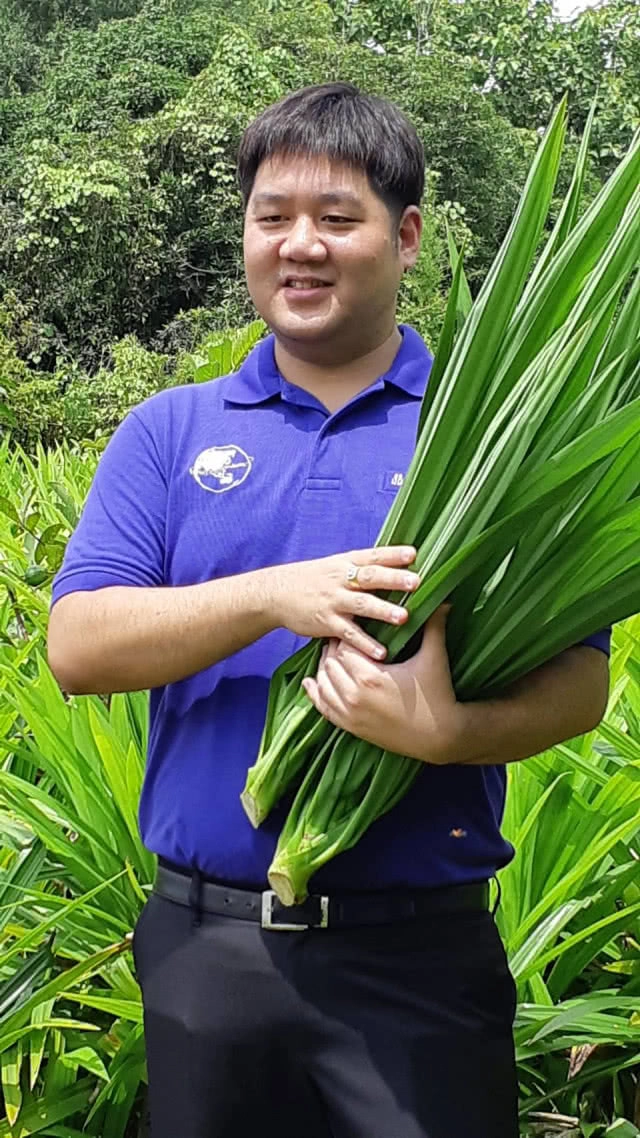 ไอเดียนักธุรกิจรุ่นใหม่ผลิตใบเตยออแกนิคผง เทียบชั้น"มัจฉะ"ญี่ปุ่น