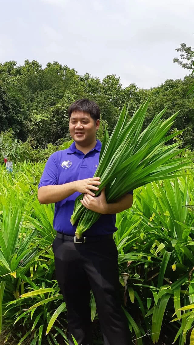 ไอเดียนักธุรกิจรุ่นใหม่ผลิตใบเตยออแกนิคผง เทียบชั้น"มัจฉะ"ญี่ปุ่น