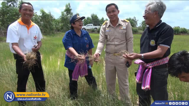 ฝนหลวงบินสำรวจช่วยทุ่งกุลาแล้งจัดข้าวเหี่ยวเฉา 5 หมื่นไร่